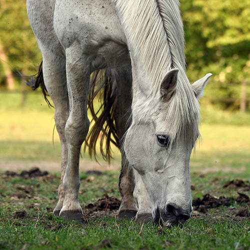 horse_grazing