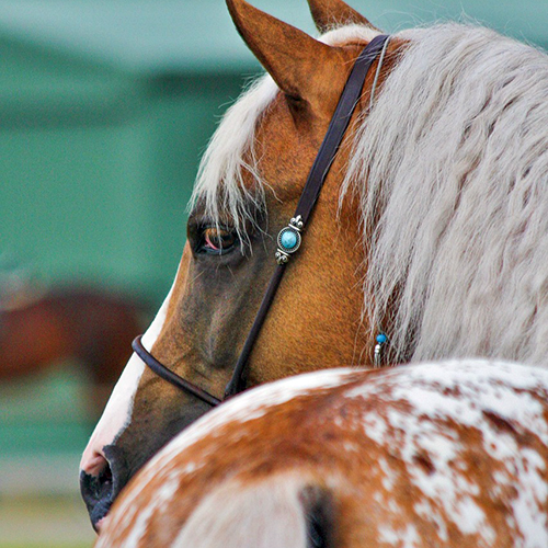 stallion Stallion